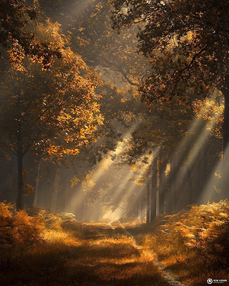 amazinglybeautifulphotography:Strings of autumn, the Netherlands [800x1000] [OC]