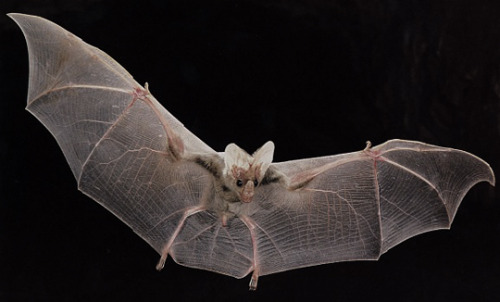 weed-breath:  take-me-far-away-from-here:  The ghost bat (Macroderma gigas), also known as the false vampire bat is a bat native to Australia.   Baby <3