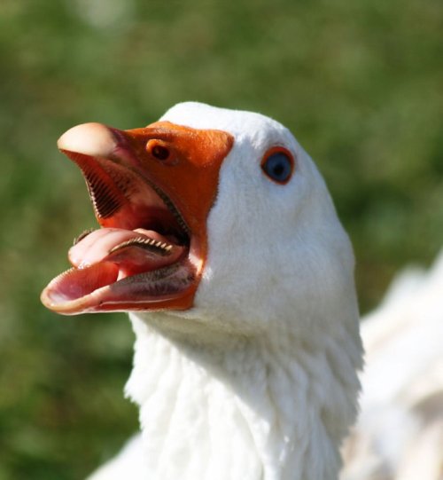 nunubunkie:  UM OKAY. SO TODAY I LEARNED GEESE HAVE BASICALLY TWO ROWS OF TEETH ON THEIR TONGUES. TIL GEESE ARE FUCKING TERRIFYING FEATHERY DINOSAUR MONSTERS  