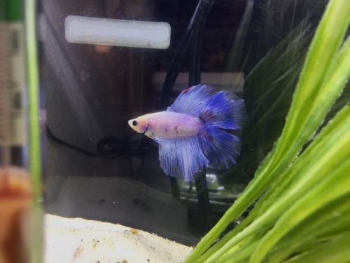 easily the most photogenic betta i’ve had, name suggestions are welcome!!