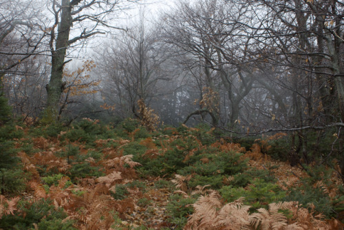 Mount Dirfyos, Evia.