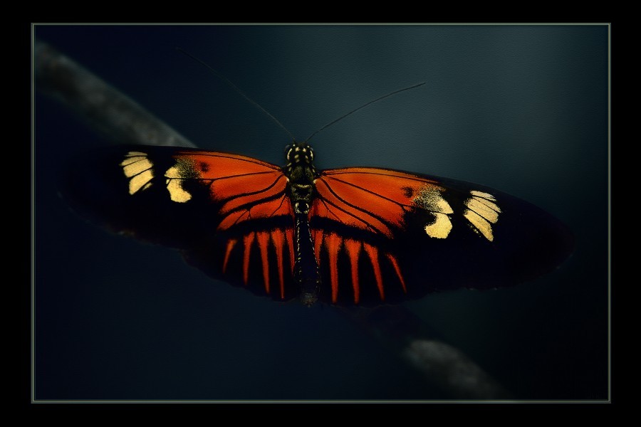 socialfoto:  Heliconius family by hdean369 #SocialFoto