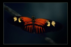 Socialfoto:  Heliconius Family By Hdean369 #Socialfoto