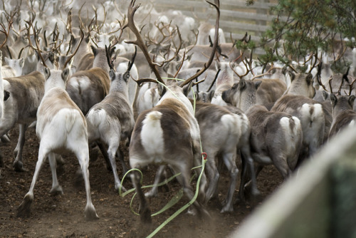XXX mooncandy5:  Reindeers by pics-sasa on Flickr. photo
