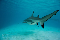 socialfoto:Untitled Shark in the water by ja_photo