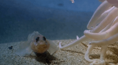 metalgearemily:metalgearemily:WHYY ARE YOU TOUCHING GOBY
