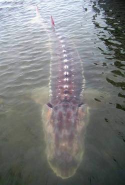 uncle-beanbag: bigwordsandsharpedges:   grumpysgains:  ariesfire0704:   roguemechanic:  staypuffedwolf:   coolthingoftheday:  This photograph of a sturgeon has been making the rounds on Facebook lately, freaking people out because they couldn’t figure