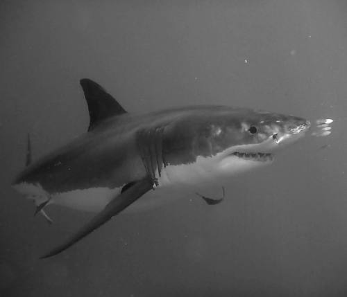 When we see a photo in black & white we think it makes the shark look more prehistoric. Do you l