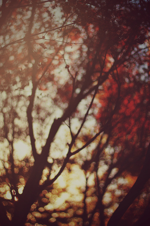 mellissa17:  (26) Likes | Tumblr on We Heart It - http://weheartit.com/entry/82419969