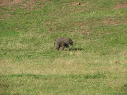 babby elephant