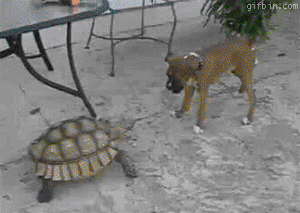 the-personal-quotes:feeling sad? look at this baby animal blog!