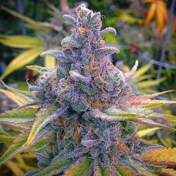 weedporndaily:  Alien Nightmare posted by