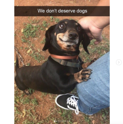 babyanimalgifs:  These cute dog snapchats will make your day