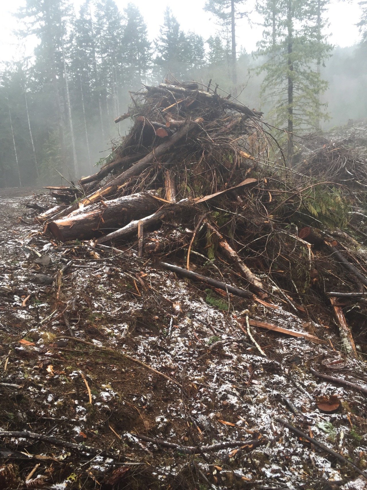 Little firewood adventure , loving my pnw life. Who doesn&rsquo;t love a man