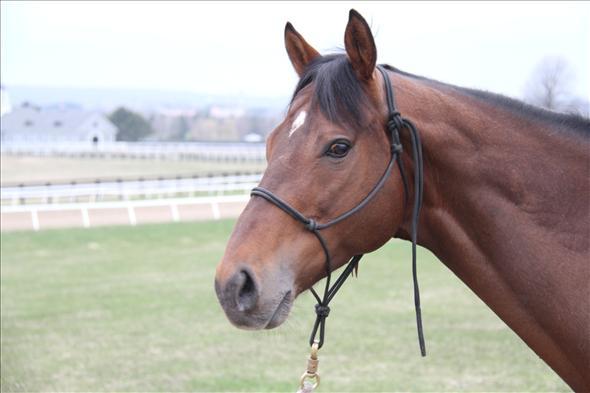 Yo Canadian equestrians! Got $1,000? You can own the full brother to a Breeders’ Cup Classic winner!
This quirky 6-year-old gelding just retired off of track training. Alpha Wave is the full brother to Ghostzapper and a half to City Zip.