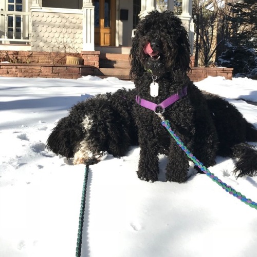 meenu-the-soot-sprite:Meenu making faces while Gussie rests