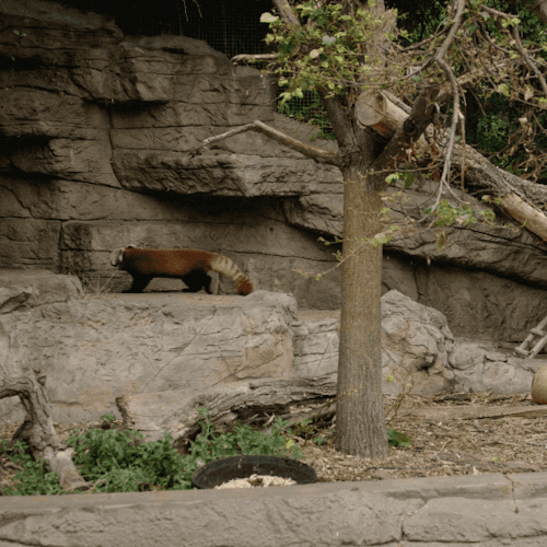 sdzoo:Red pandas eat mostly bamboo leaves and shoots, acorns, and flowers. Bamboo stalks are eaten i