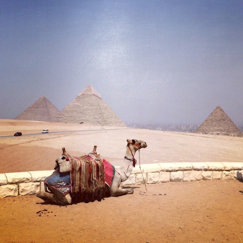 billy-bowie:  Giza valley.  August 2014.  source: www.instagram.com/p/rZQwKNNE0k/?taken-by=b