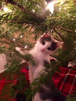 awwww-cute:  Pippen is unsure about this whole tree thing
