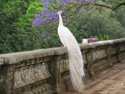 kingnovamiu:  White Peacock, Botanical Garden,