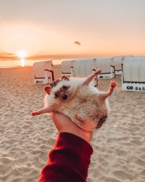 babydogdoo:  Cotton candy sunrise 🌅🌸Mr.Pokee the Hedgehog