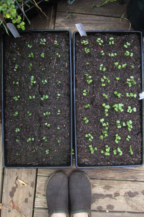 September 2015 - Kale SeedlingsOh these things are SO behind schedule&hellip; due to the drought, no