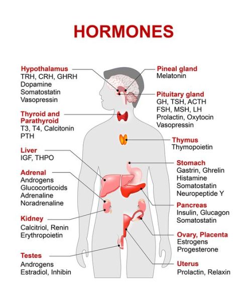 Glands and hormones!!