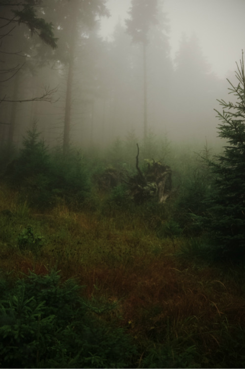 mystic-revelations: mystic fogg By Darek Drapala