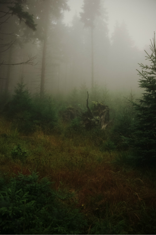 mystic-revelations:  mystic fogg By Darek Drapala