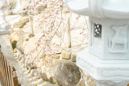 観音神社のしだれ桜