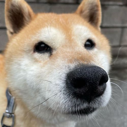 うふふ #dog #doge #shiba #shibe #shibainu #shibastagram #komugi #柴犬 #赤柴 #しばいぬ #柴犬の小麦さん #14歳  ww