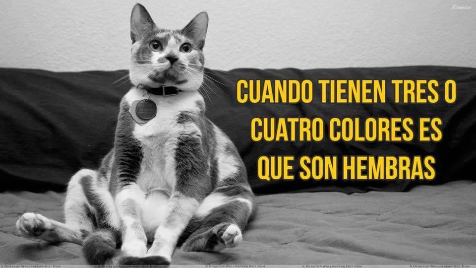 finofilipino:  Conclusión: Muy pronto nos dominarán.