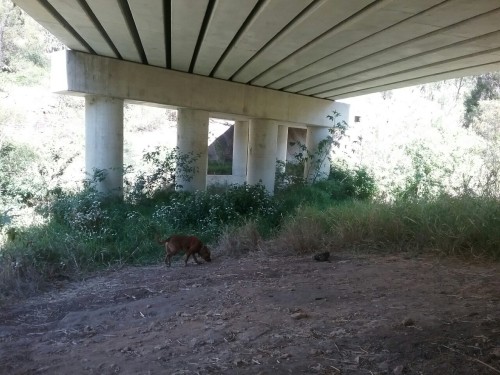 I took my new dog to my favourite camping ground. It was a bit surreal. I have changed my van aroun