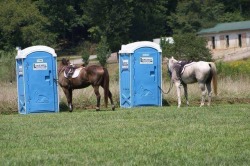 fkuribrena:  The importance if teaching your horse to stand still!  Ahhaha priceless