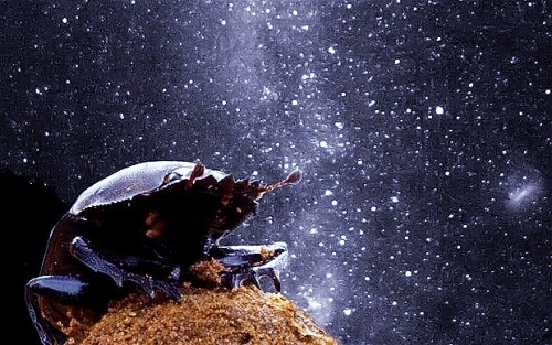 sciencesoup:  Even Dung Beetles Stargaze Last year, an Ig Nobel Prize was given to researchers who discovered that dung beetles use the Milky Way to navigate. The Ig Nobels famously honour achievements that first “make people laugh, and then make them