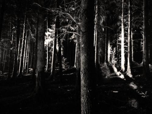 If you go into the woods tonight&hellip;