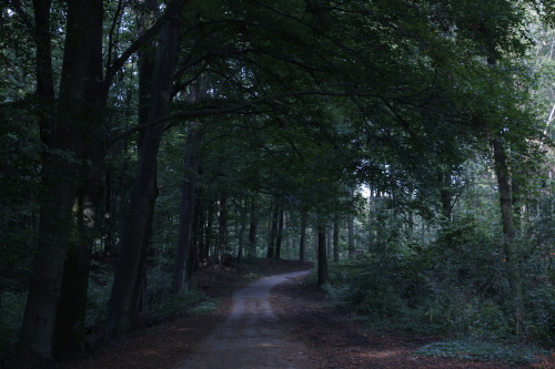 path through the forest