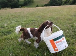 sixpenceee:Springer Spaniel Jess is a great