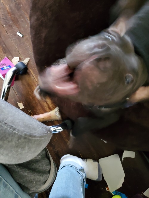 Tony is bored with nibbling on my computer chair and is now blurry from the force of barking directly up into my face. He requires attention every five minutes or he will explode.
