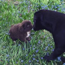 awwww-cute:  My lab meeting our furry neighbor