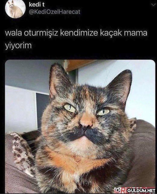 kedi t @KediOzel Harecat...