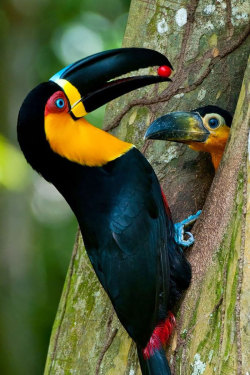 shslivalice: awesome-picz:    Birds Taking Care Of Their Babies. Follow us on: https://www.facebook.com/foto2015  @occuriagender 
