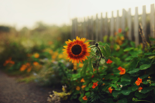 definitelydope:  By Ella Ruth 
