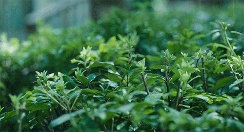 raingardens:indie | plants