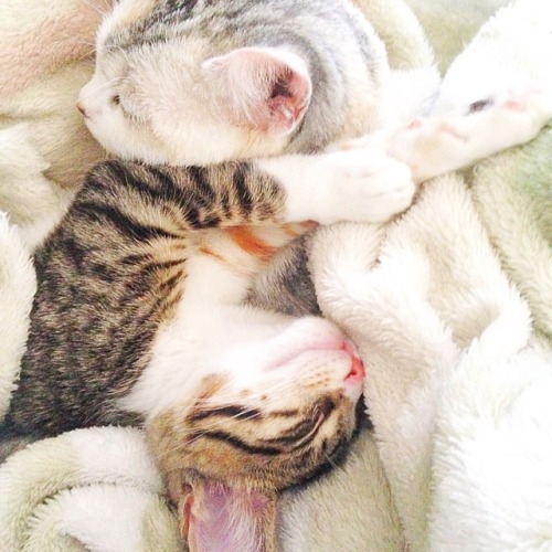 XXX derpycats:  Best Friends - Appa & Momo photo