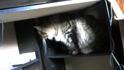 wulfriciceberg:  look at this booty-ass cat sitting on the shelves under my desk