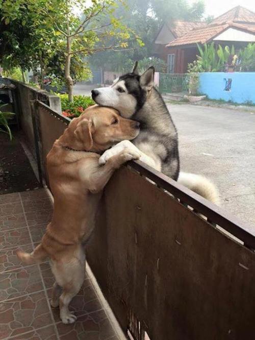 laughingsquid:A Gentle Yellow Lab Gives a Neighboring Siberian Husky a Comforting Hug Across a Woode