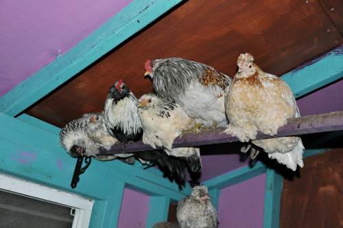 Pumpkinseed, far right, takes up perching at night with the A Team.. ..a major breakthrough in relat