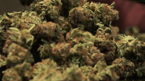 theganjatrain:  Just want to get high  Same