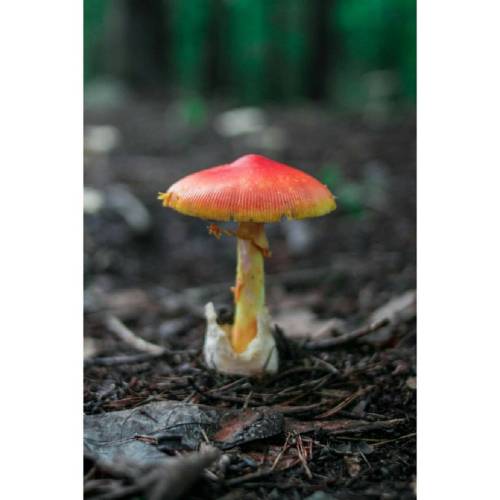 #mushroom #mushrooms #mushroomspotting #mushroomhunting #foraging #shroom #shroomatnoon #fungi #fung
